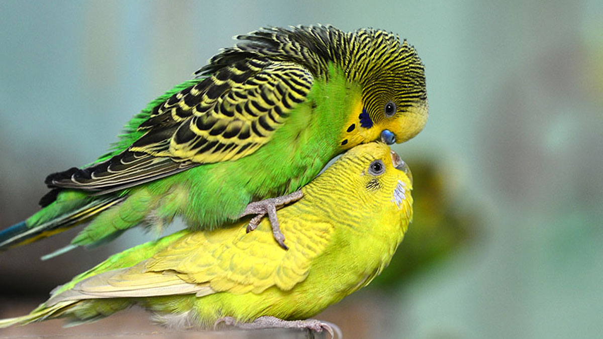 Breeding & Nesting Behaviour of Birds