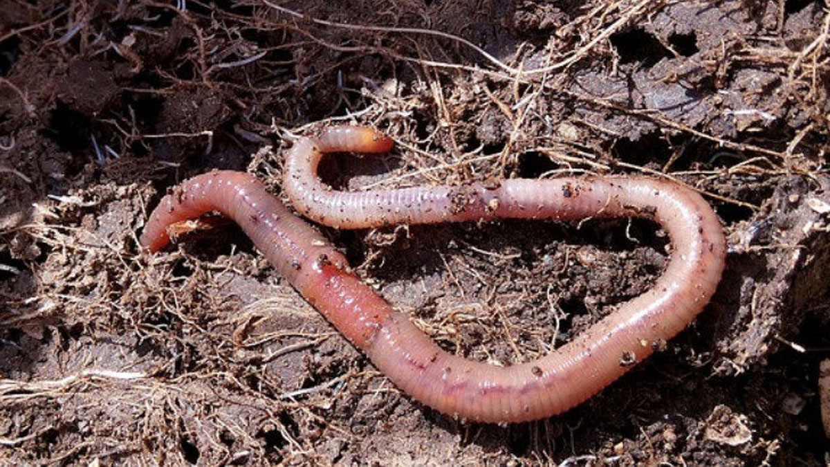 Is vermicomposting a hyped practice?