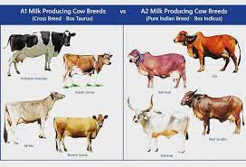 What makes our ‘desi’ cow (A2) milk stand apart?