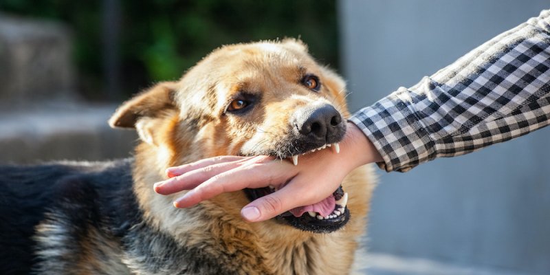 Frequent deworming can be injurious to pets