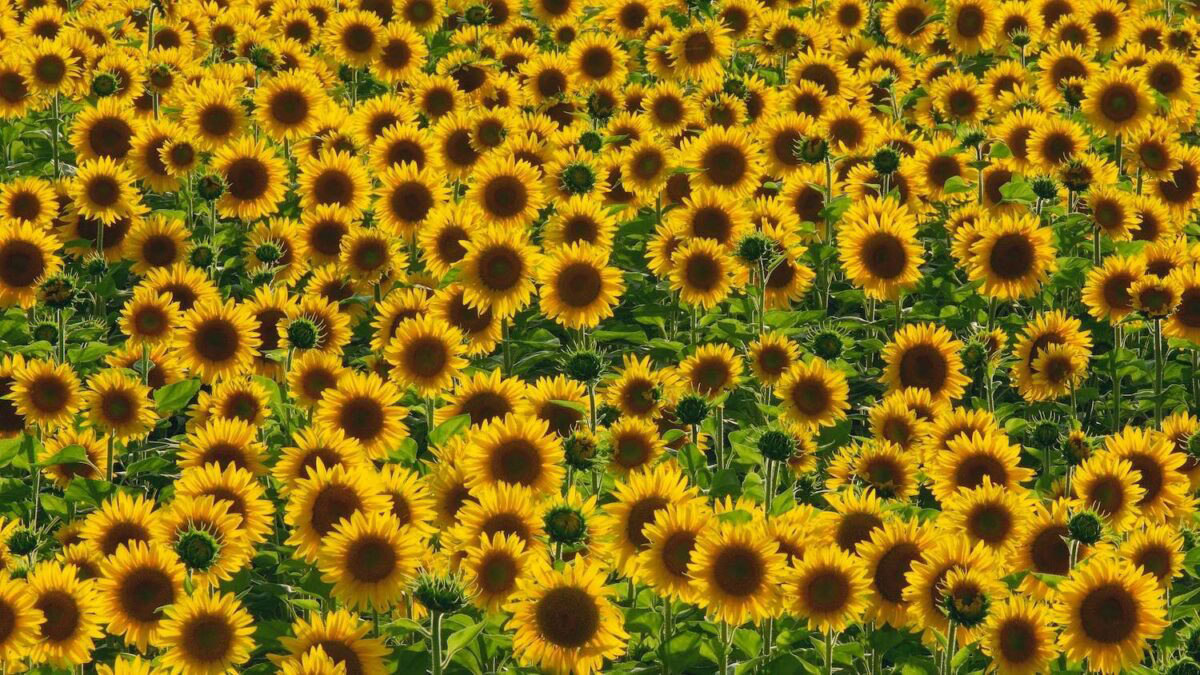Benefits of sunflower seeds and plant