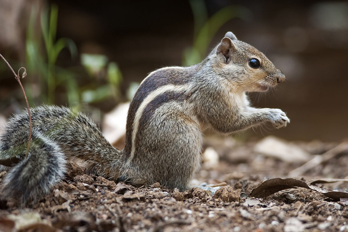 Bring squirrels back to your lawn
