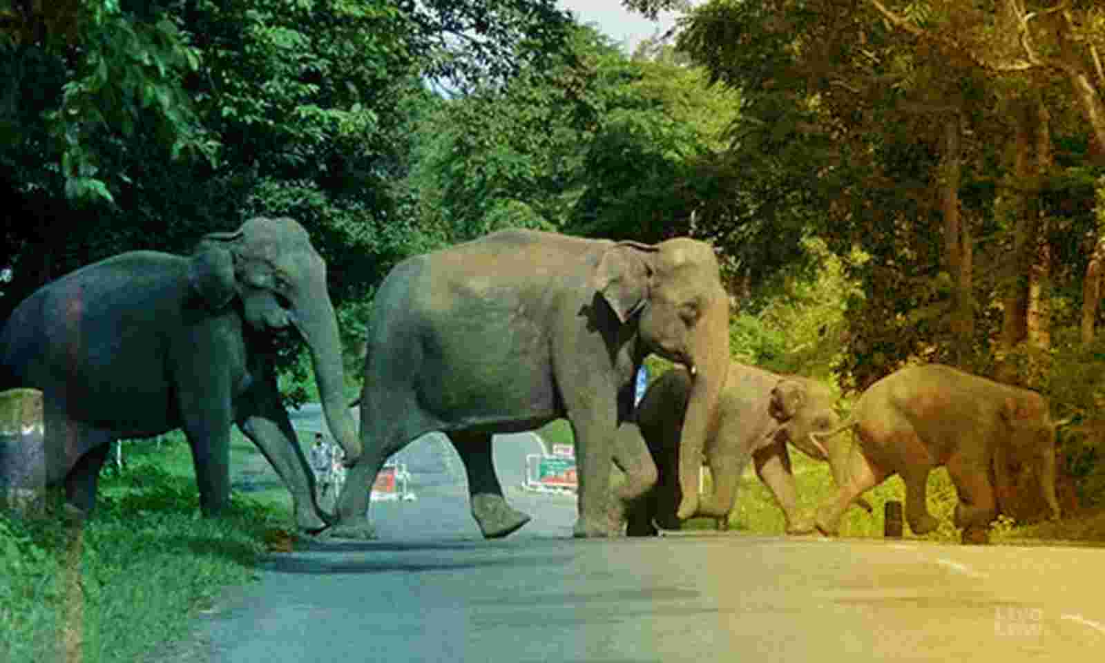 Notify elephant corridors within 2 months: NGT