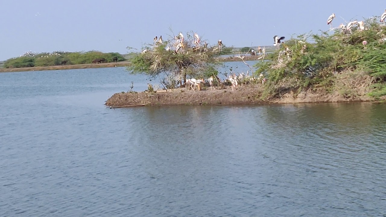 Political apathy killing Ramsar sites in India