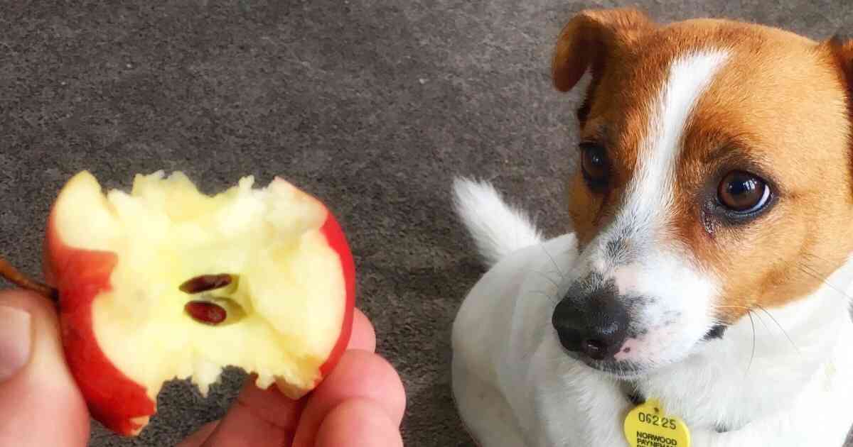 Fruits that are good for your dog