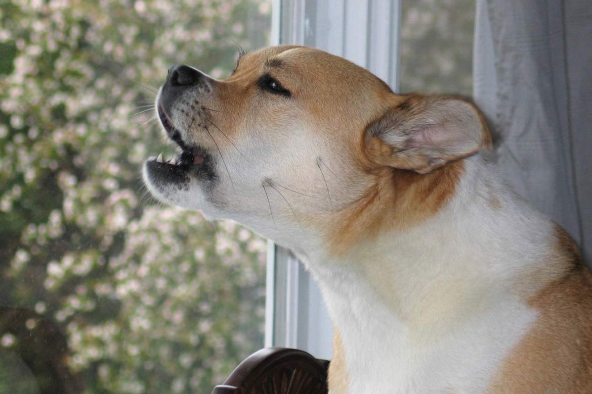 Separation anxiety can cause compulsive barking 