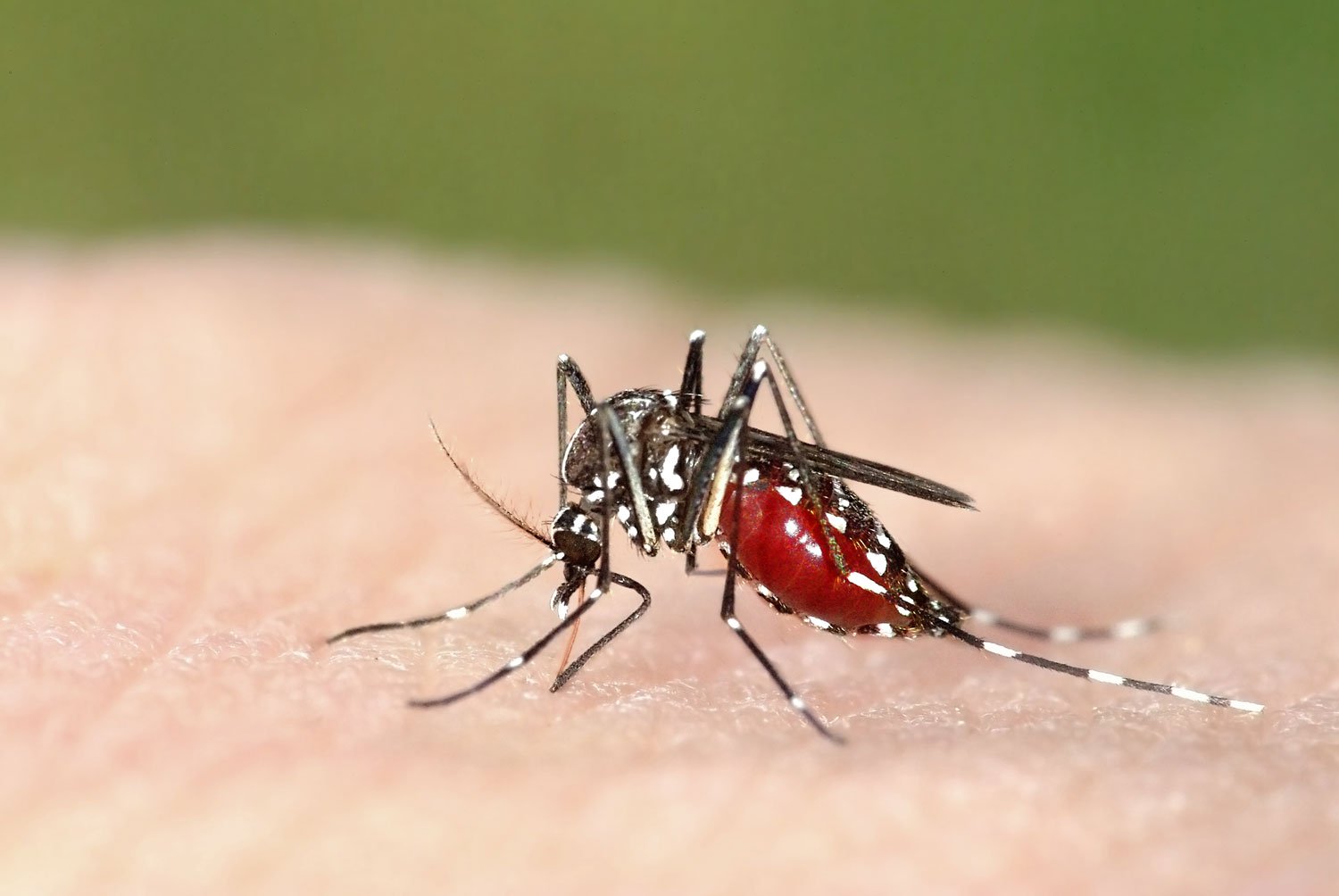 Do mosquitoes play a role in ecosystem?