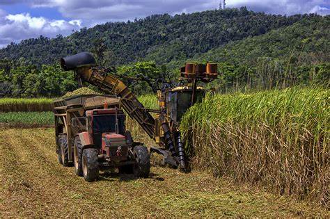 Untapped potential of bio-energy crop, cane