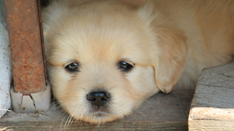 Puppies are normally born with immunity against rabies 