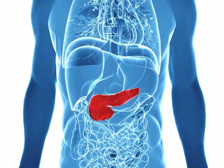 Is it possible to live without pancreas? 