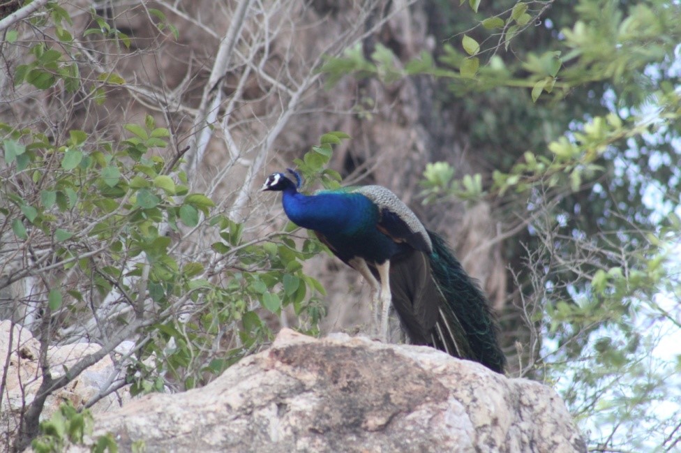 Conservation of cliff dwelling avifauna in Bundelkhand 