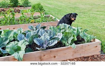 Dog-friendly herbs that grow well in shade 