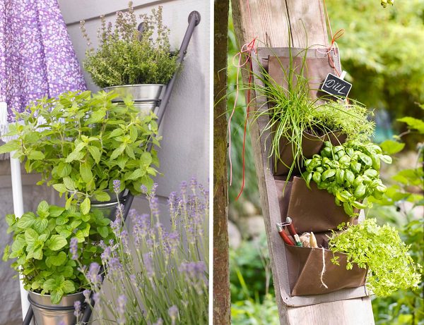 Plant species for vertical gardens 