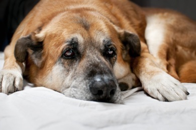 Senior dogs can show cognitive decline symptoms