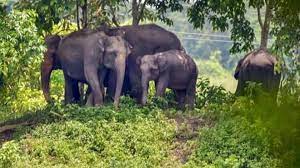 Elephant domestication: Need of hour or death knell?