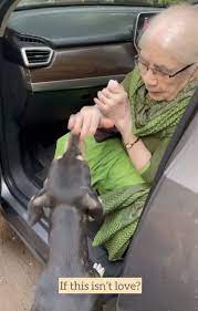 This 90-yr-old takes to feeding strays out of her hands