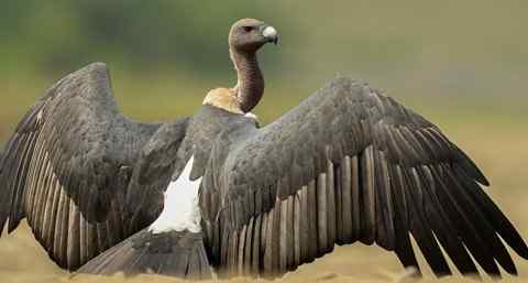 Vultures: Mother Nature’s cleaning squad 