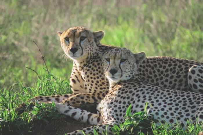 Cheetah makes a comeback in India