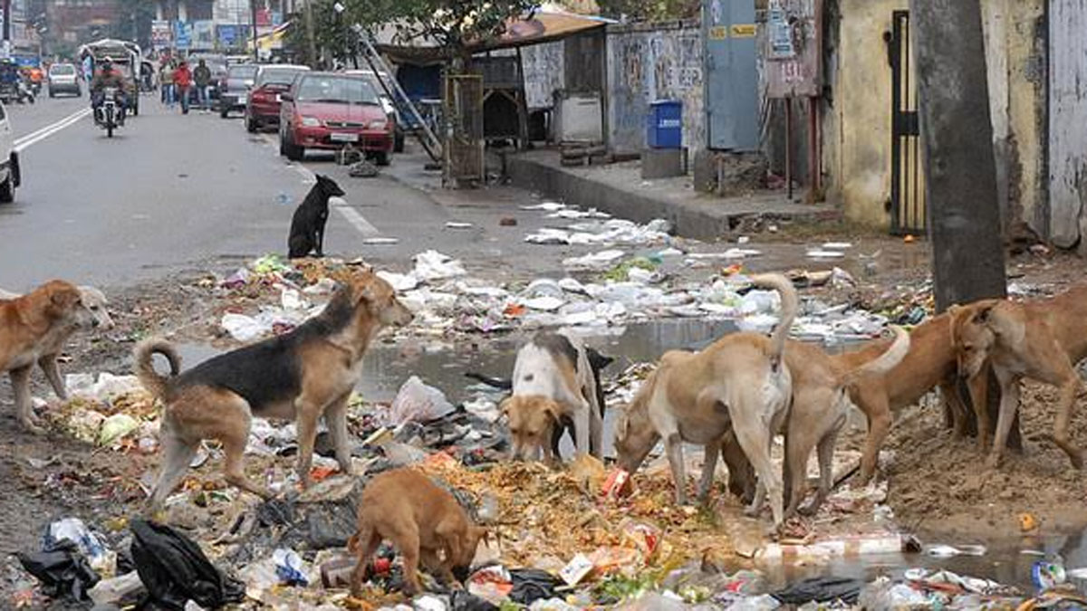 Feeders should not be held responsible for dogs’ act