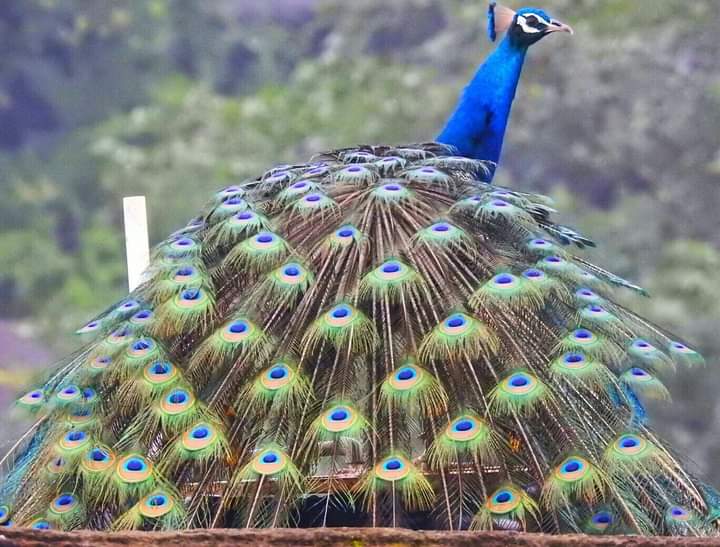 Peacock must be treated at par with ‘Pg-3’ species