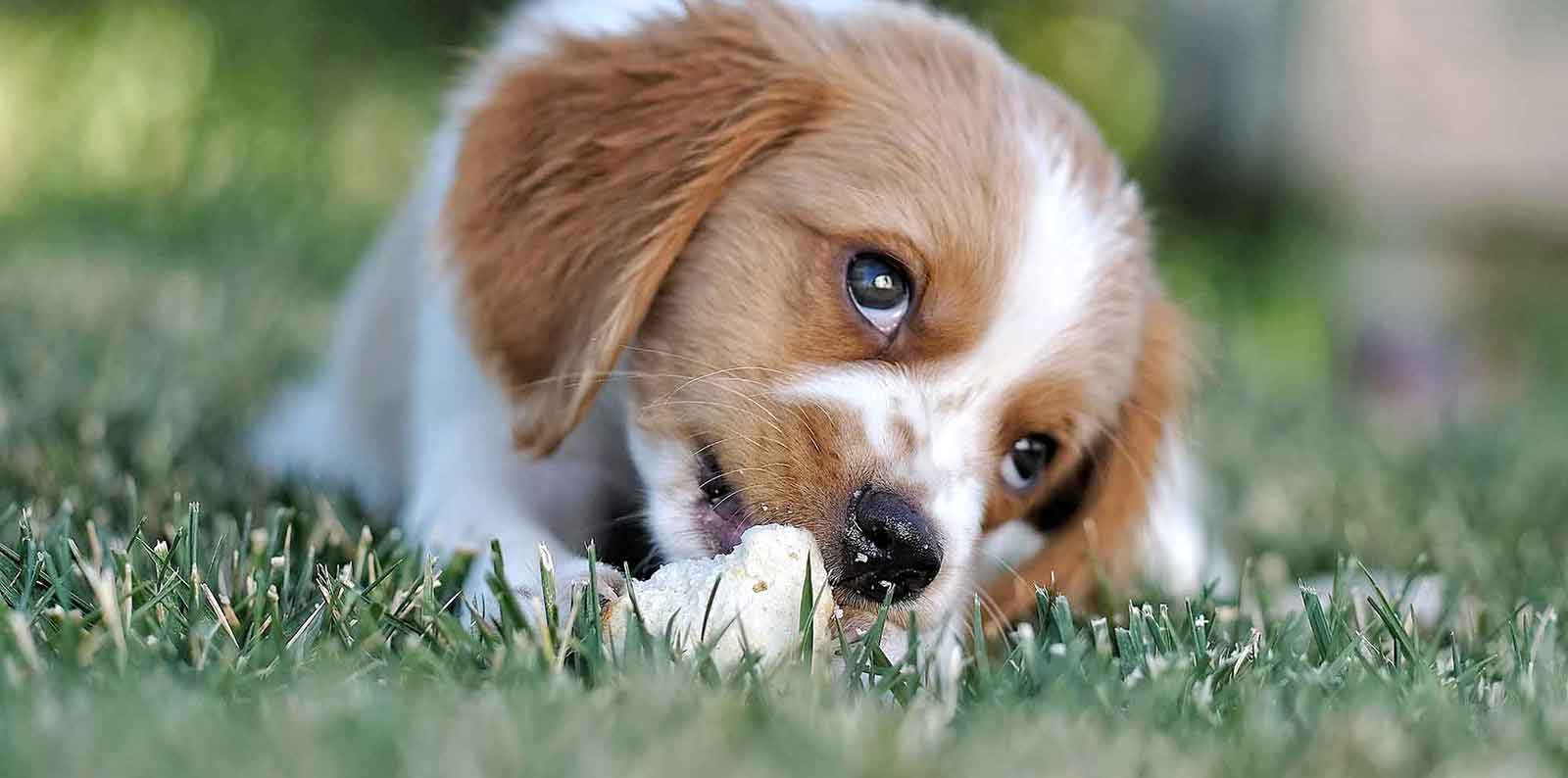 Dogs keep themselves clean