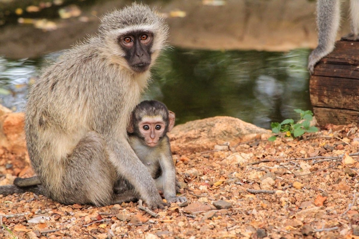 A prank started International Monkey Day, but it is not a joke