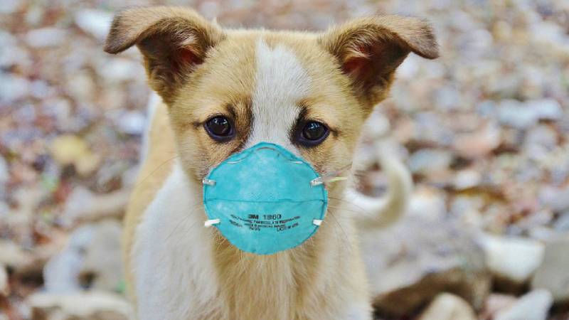Air pollution can strike your pet too 