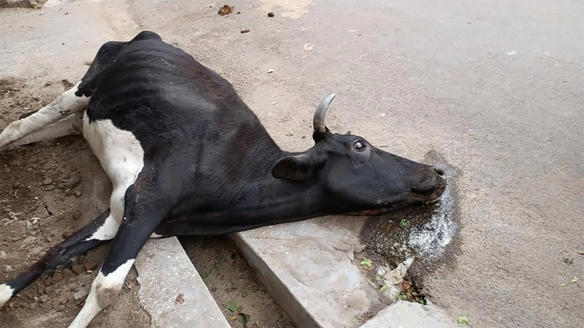 Gau Raksha a farce, cows continue to get rawest deal
