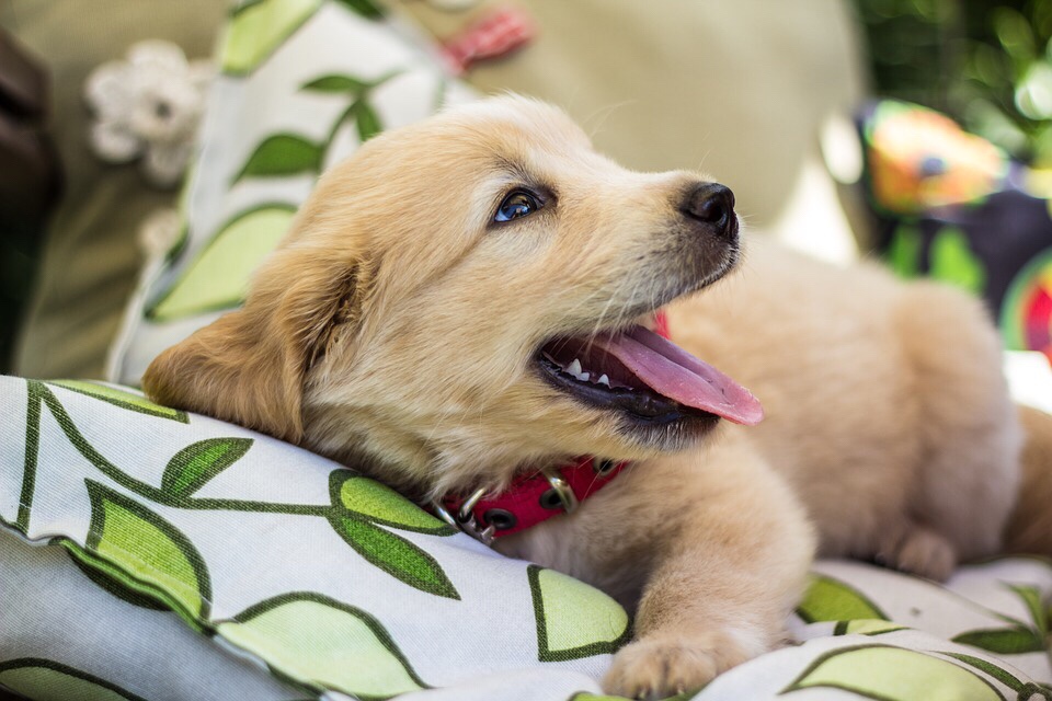 Dog training made easy with sheet hack