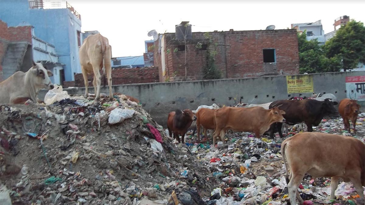 Keeping cattle outside municipal city limits essential 