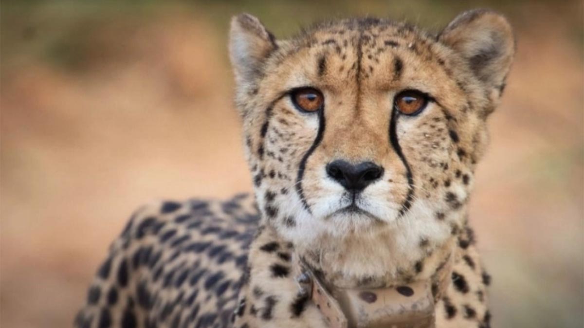 Namibian cheetah Sasha dies in Kuno National Park 