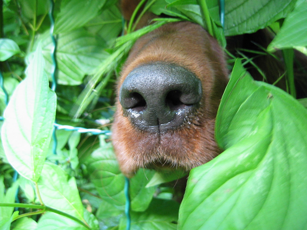 Dogs are a nosey people 