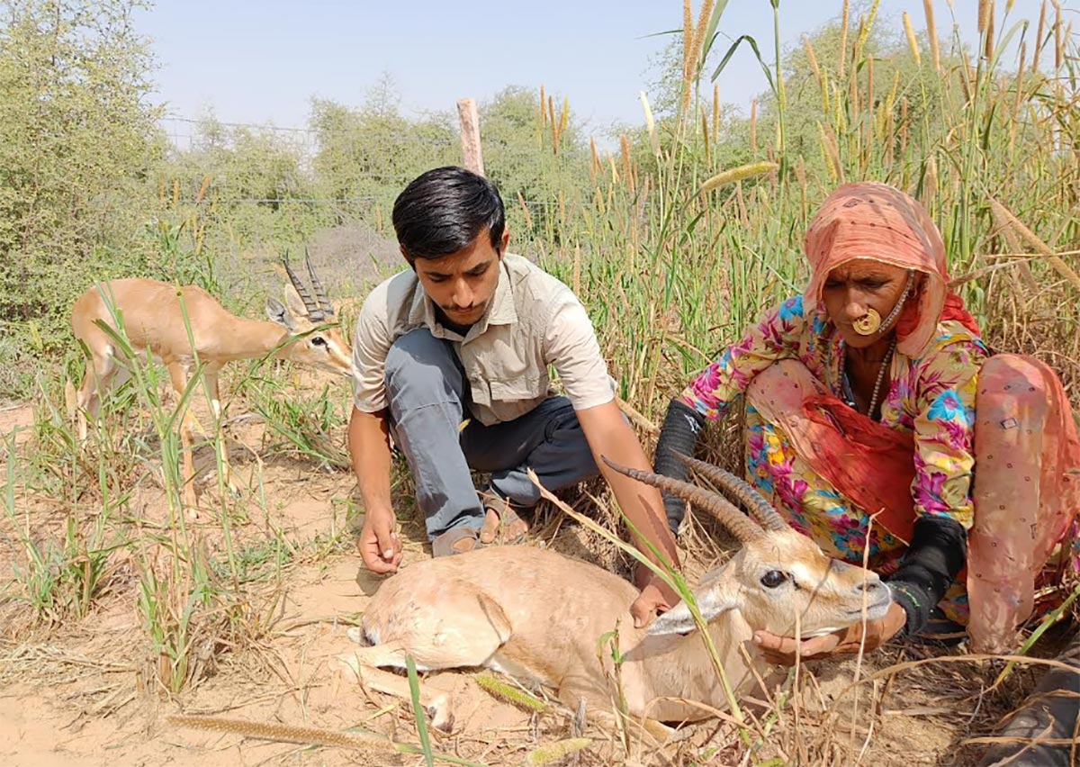 वन्यजीवों की मदद अपराध या जिम्मेदारी?