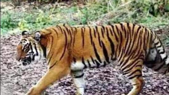 Departmental negligence, beasts infighting cause tiger deaths in Dudhwa