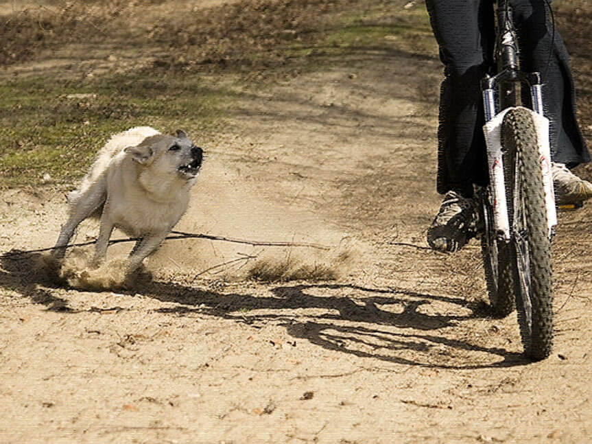 Cycle rider & your pooch 						