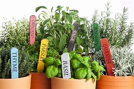Start your very own herb garden