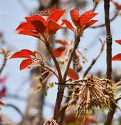 महुआ के फूल के फायदे तथा बेहतरीन औषधीय