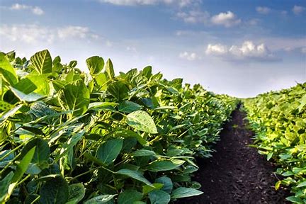 Soy is mostly used as cattle feed… 