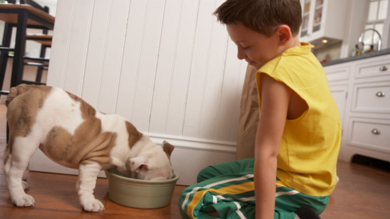 Watch what your pet eats in monsoon 