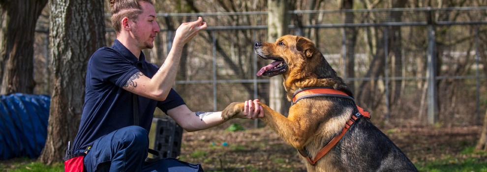 Which language does your pooch speak?