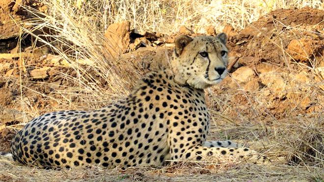 Cheetah death toll rises to 8 at Kuno National Park