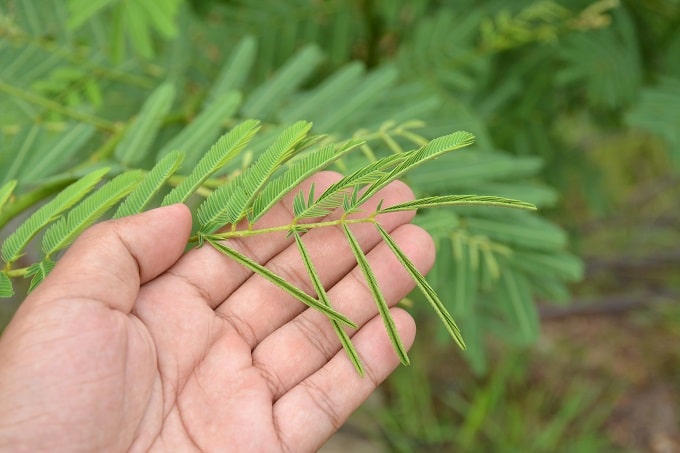 छुई-मुई भी एक गजब की औषधि है