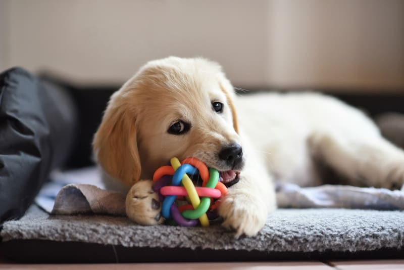 Chewing helps remove tartar in pets