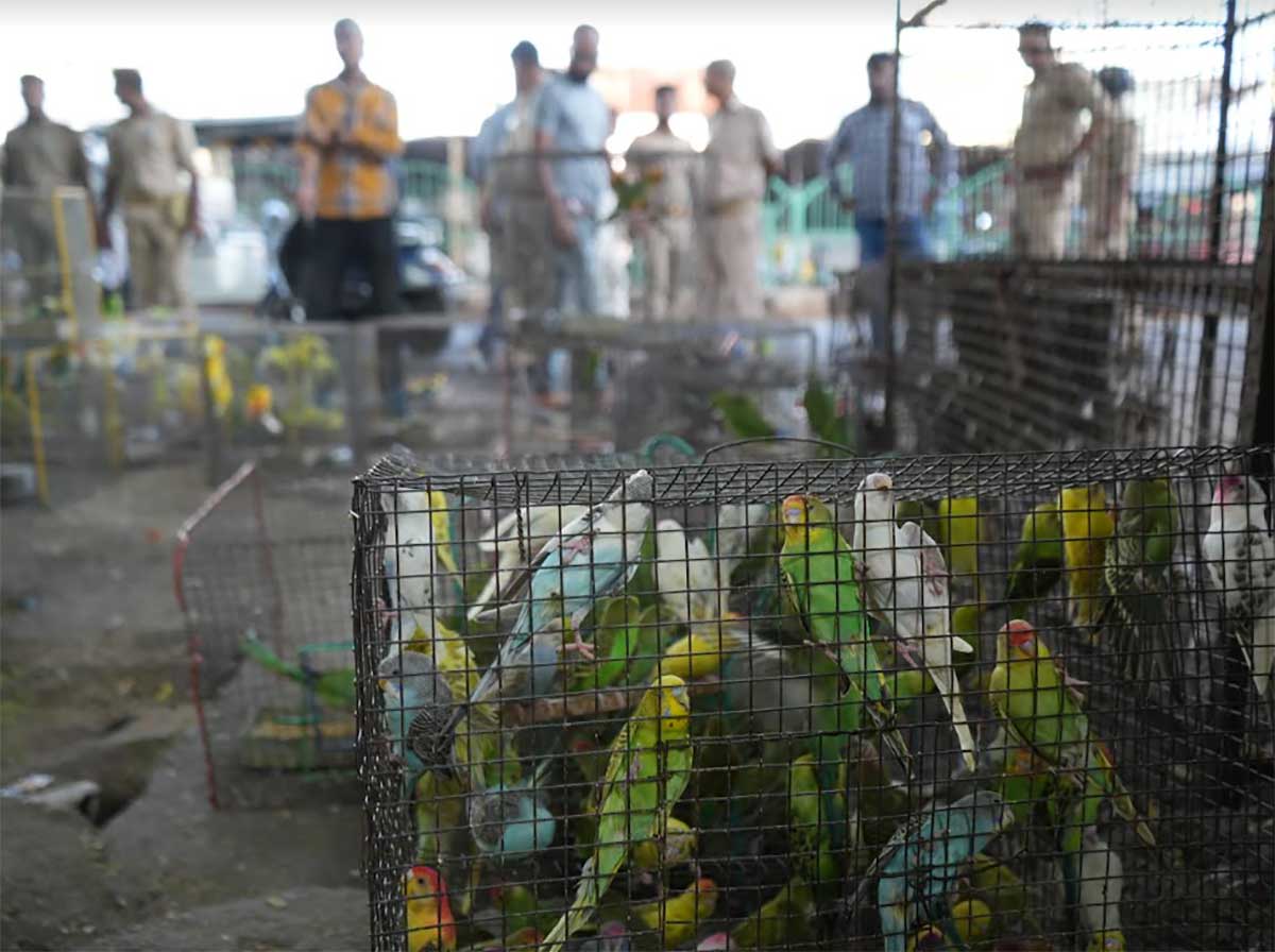 Over 800 birds rescued from Lucknow’s Nakhas market