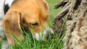 Grass-eating can indicate health issues