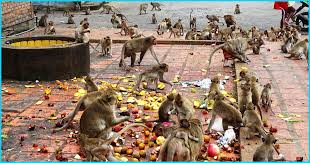 Municipal corporations should deal with monkey menace