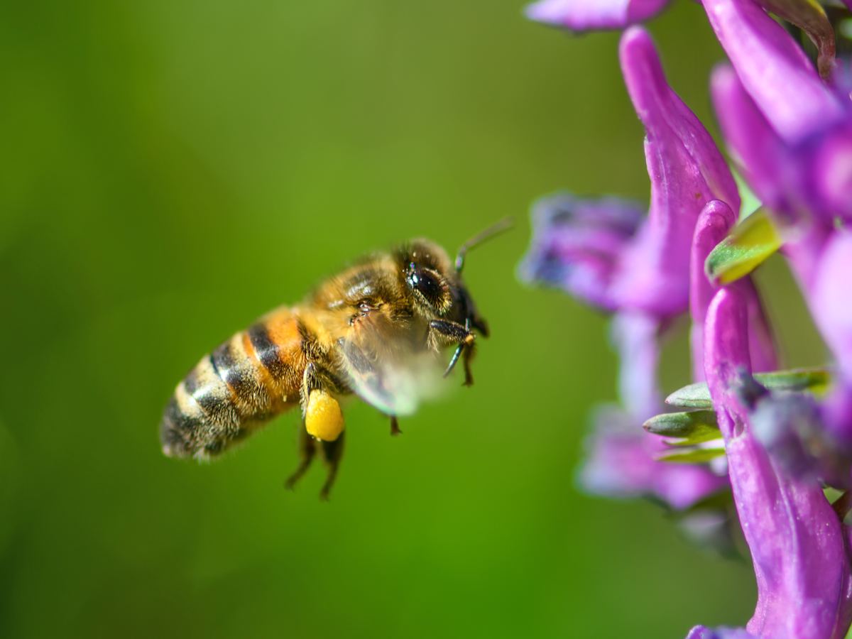 Buzzing loud & clear: On a decline! 