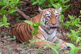 Celebrity tigress Maya feared dead