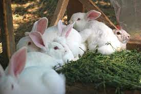 Keeping a white rabbit as a legal pet