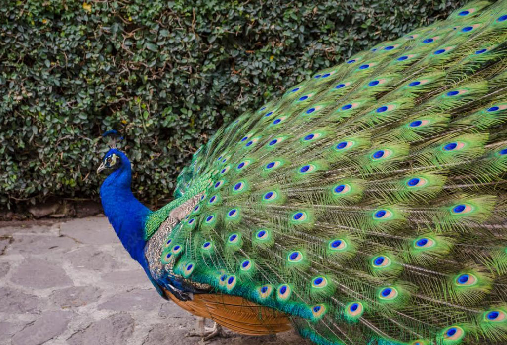 Did you know there are 13 types of peacock?